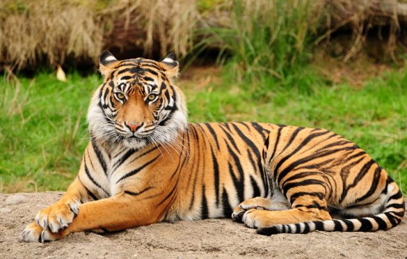 باغ وحش وکیل آباد مشهد کجاست و چه حیواناتی در آن نگهداری می شود؟